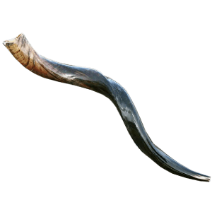 Shofar Yemenita mediano (#35) 28-32 pulgadas / 70-80 cm